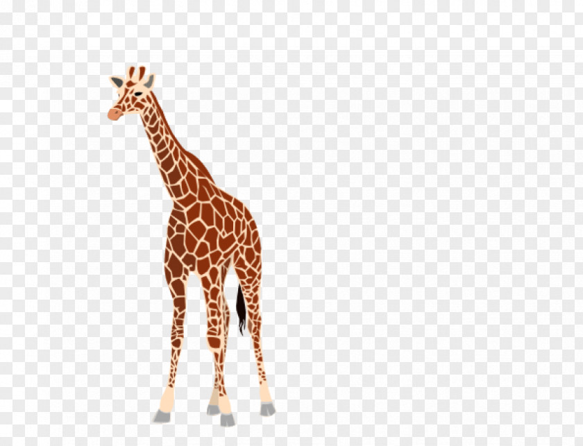 Giraffe Clip Art PNG