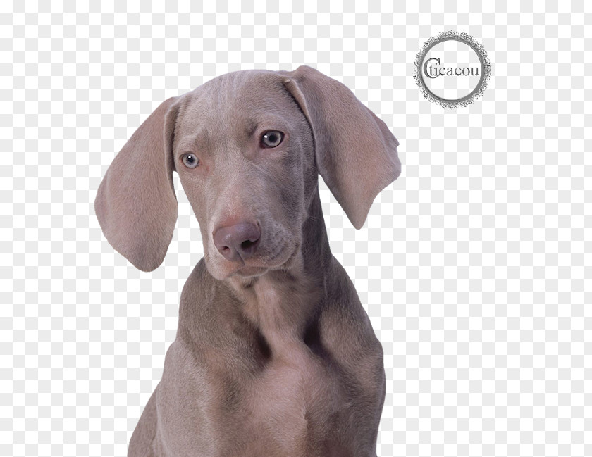 Puppy Weimaraner Dog Breed English Cocker Spaniel Companion PNG