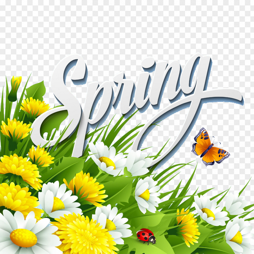 Butterfly Daisy Flower Spring Illustration PNG