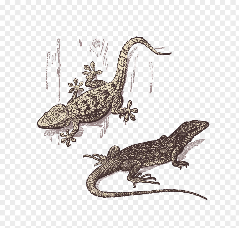Gecko Lizard Reptile PNG