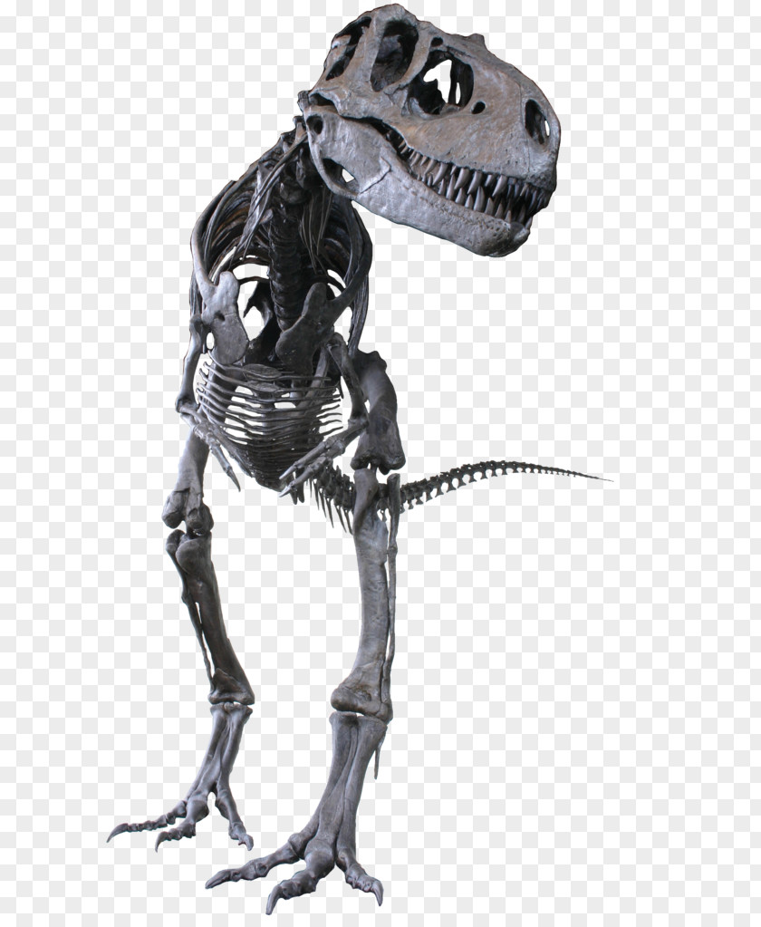 About Us Albertosaurus Gorgosaurus Tyrannosaurus Troodon Late Cretaceous PNG