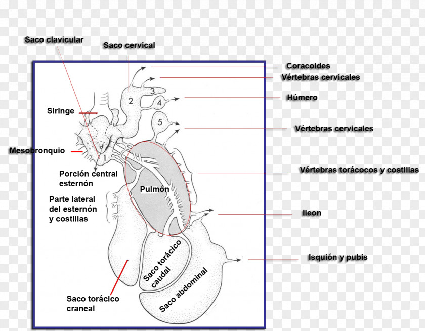 Ear Paper Drawing Homo Sapiens PNG