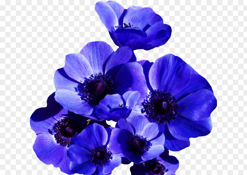 Flower Blue Purple Petal Violet PNG