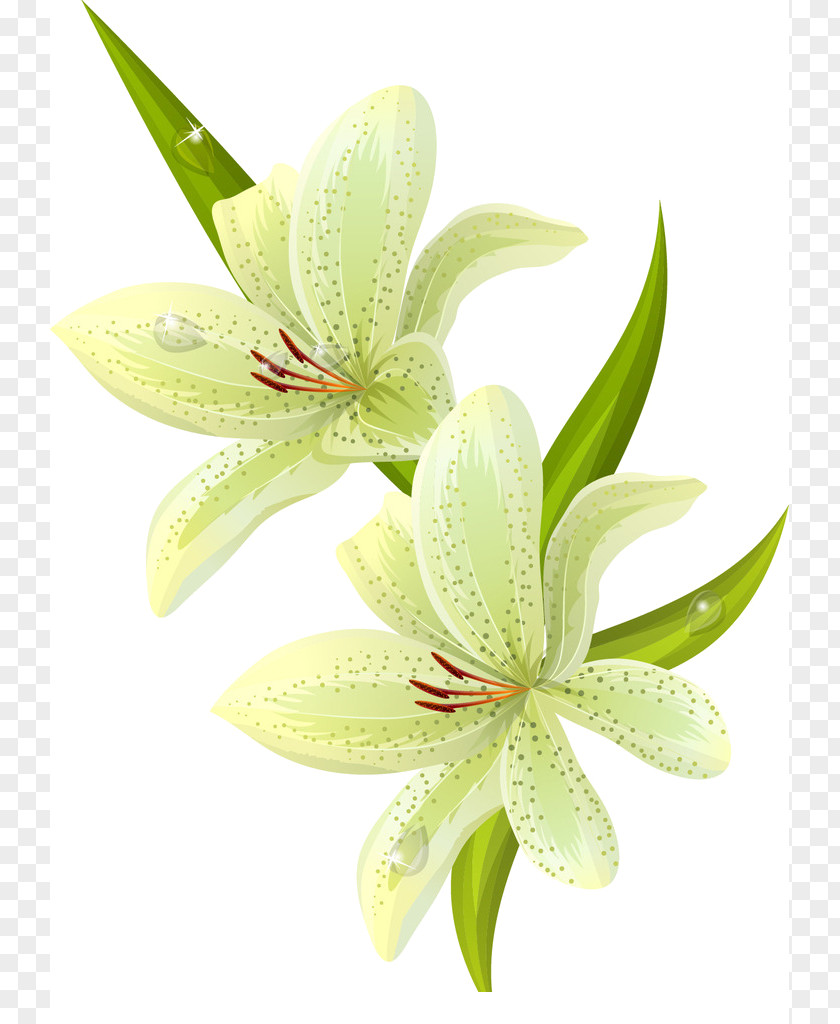 Flower Clip Art PNG