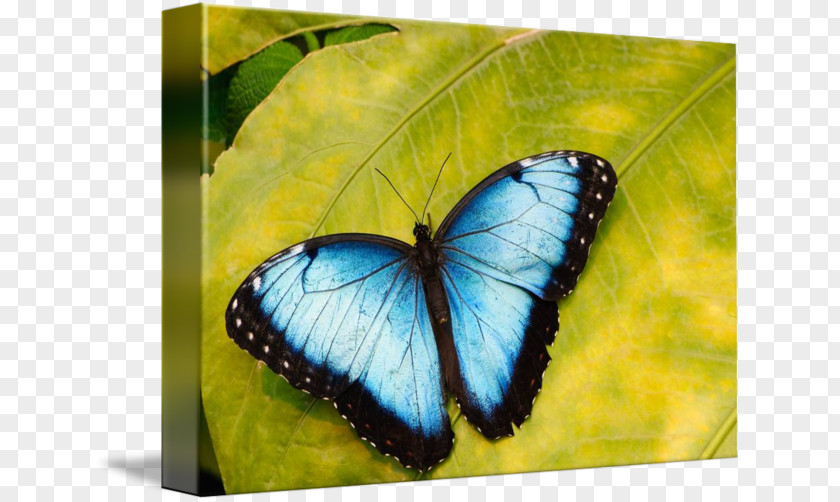 Glossy Butterflys Monarch Butterfly Morpho Peleides Menelaus Photography PNG