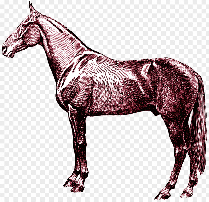Mustang Arabian Horse Clip Art Digital Stamp Equestrian PNG