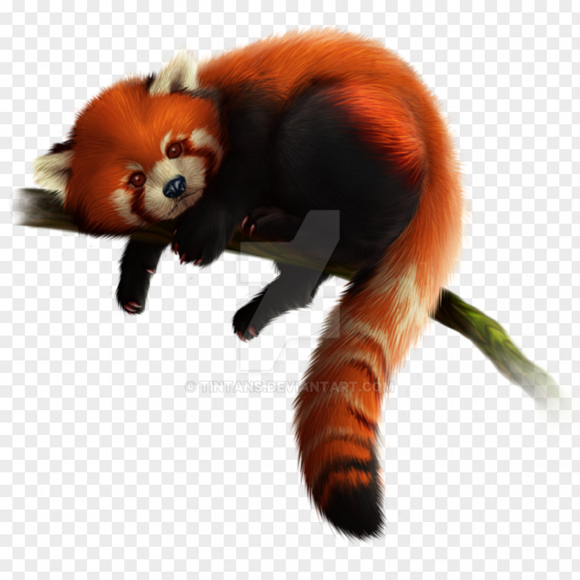 Red Panda Free Download Zoo Tycoon 2 Giant PNG
