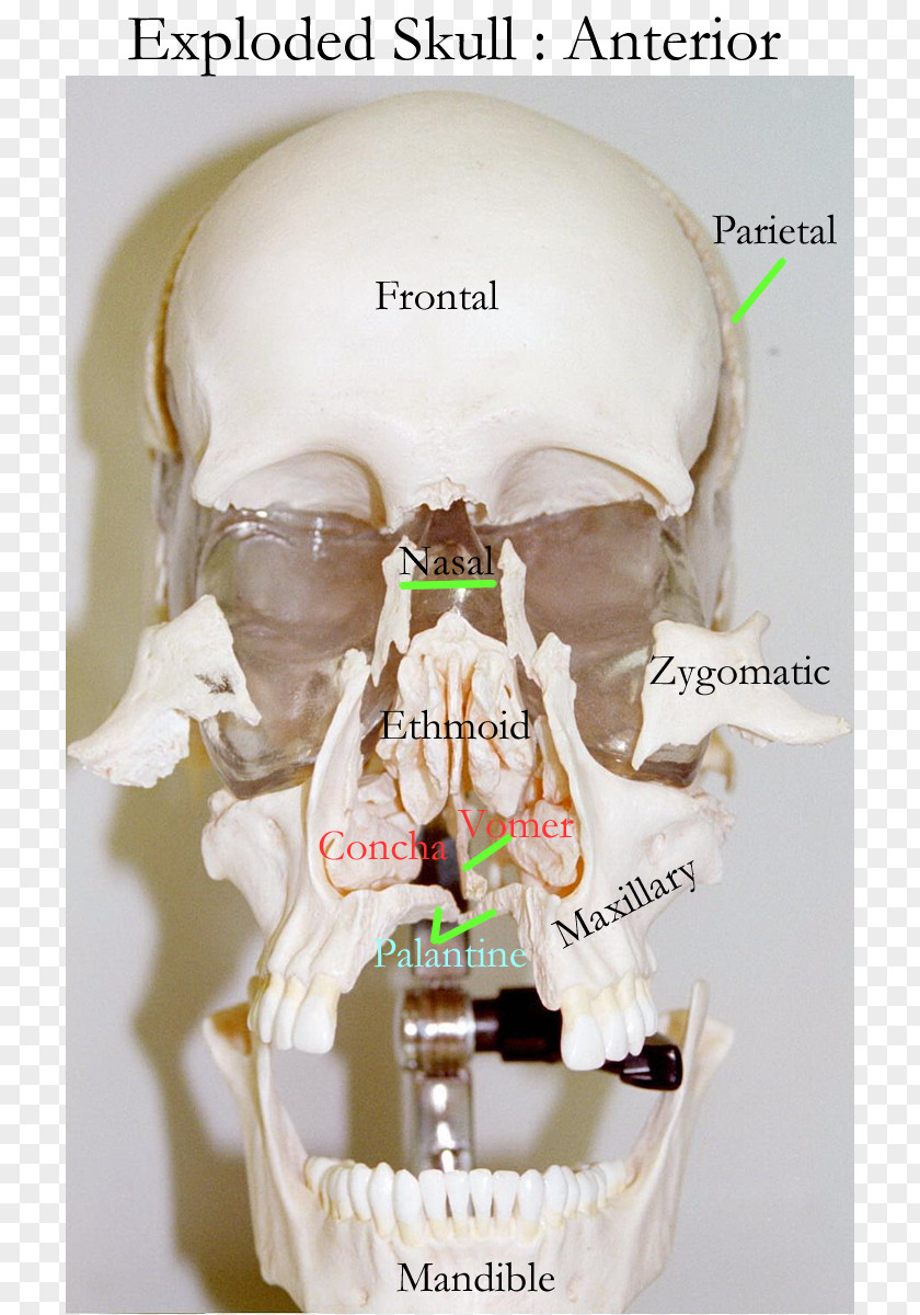 Skull Human Skeleton Bone Axial Frontal Sinus PNG