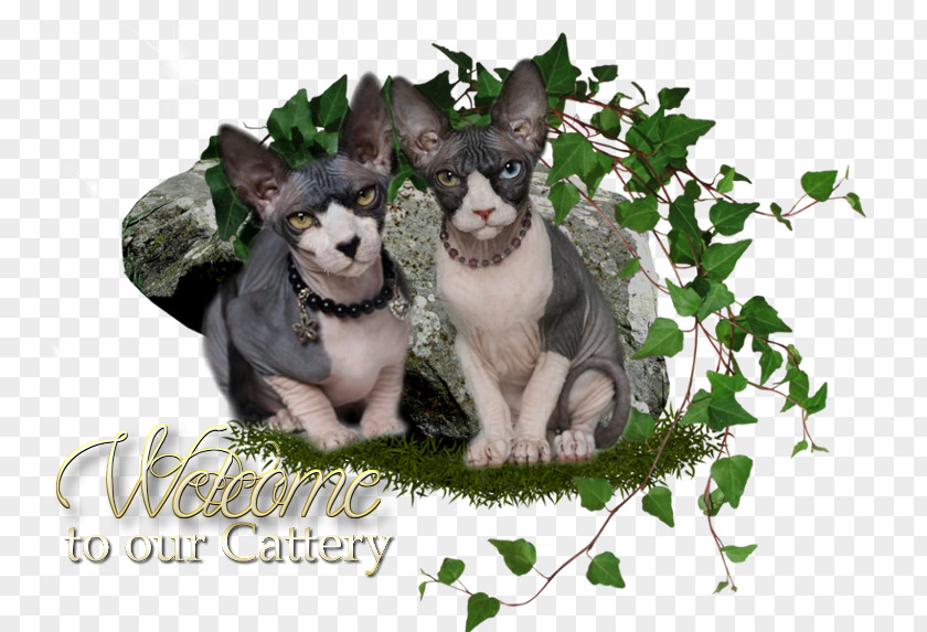 Sphynx Cat Fédération Internationale Féline Cattery Graphics Desktop Wallpaper PNG