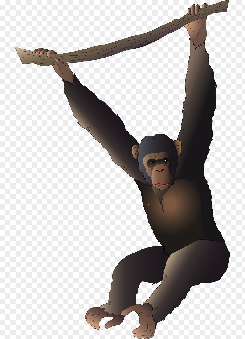 Vector Painted Gorilla Orangutan Gibbon Cartoon PNG
