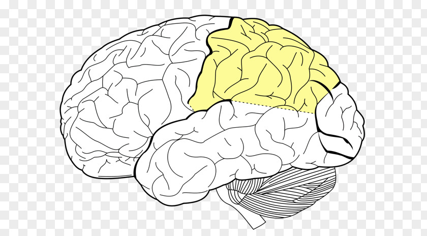 Brain Parietal Lobe Lobes Of The Frontal Angular Gyrus PNG