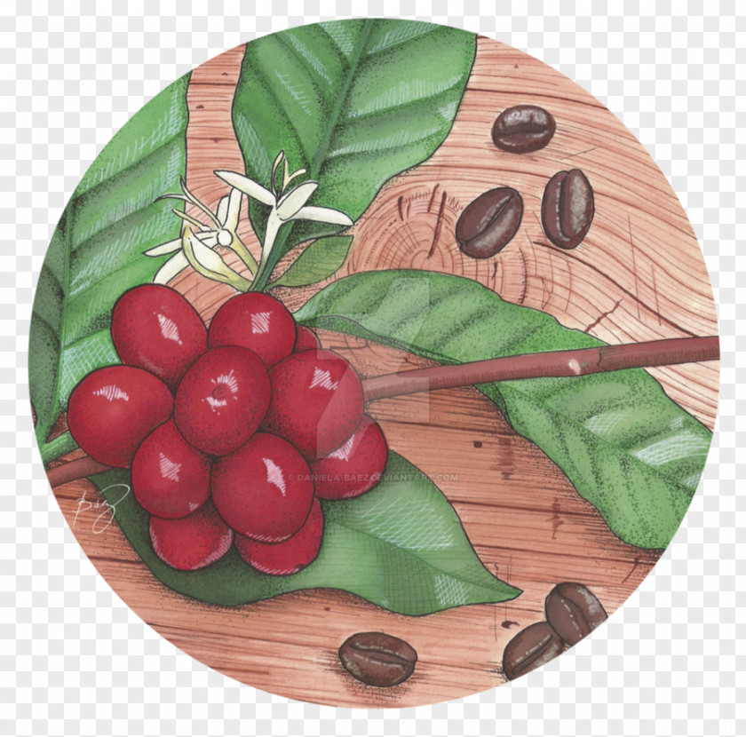 Coffee Seed Cranberry Arabica Art Deco PNG