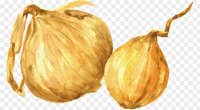Garlic Vector Drawing Watercolor Painting Onion Illustration PNG