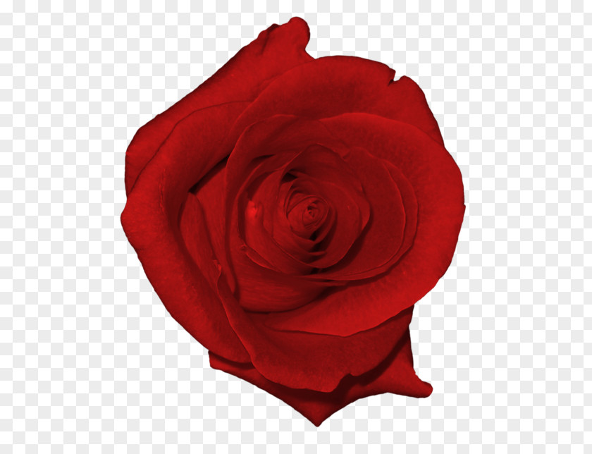 Korean Red Flowers Rose Clip Art PNG