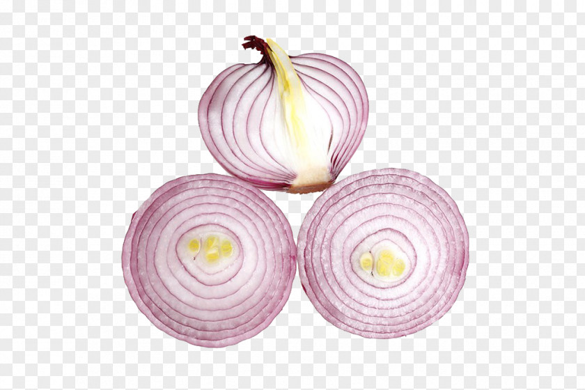 Onion Icon PNG