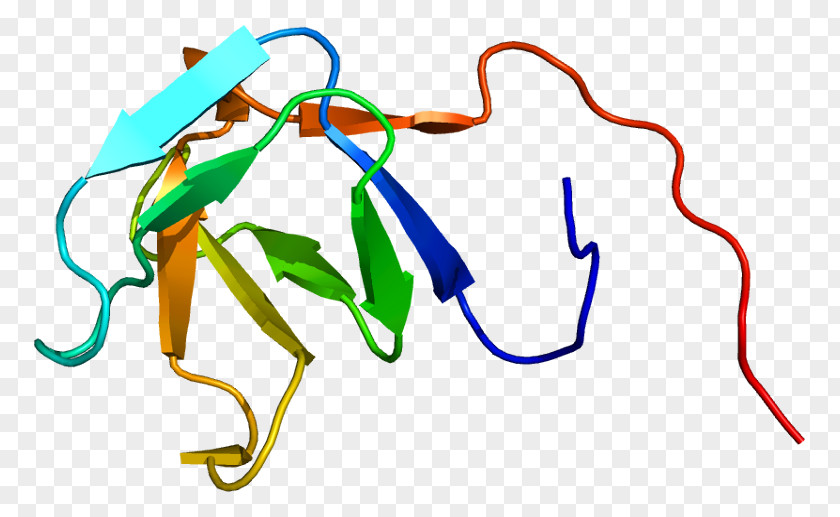 PLCG1 SH3 Domain Phosphoinositide Phospholipase C PNG