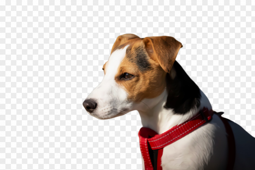 Brazilian Terrier Feist Cute Dog PNG