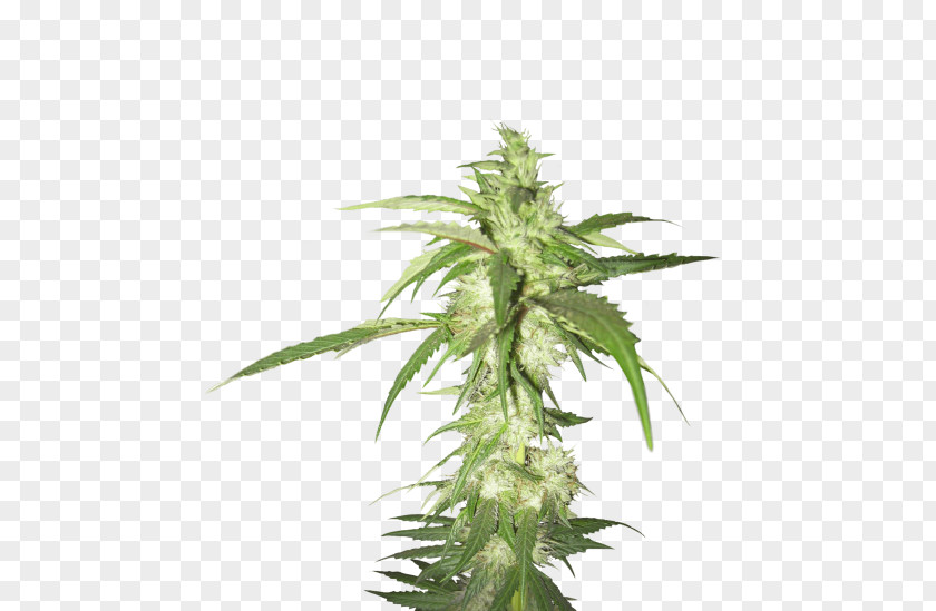 Cannabis Sativa Medical Hemp PNG