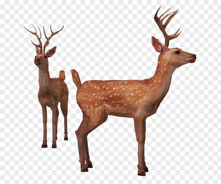 Deer Reindeer Red Elk Sika PNG