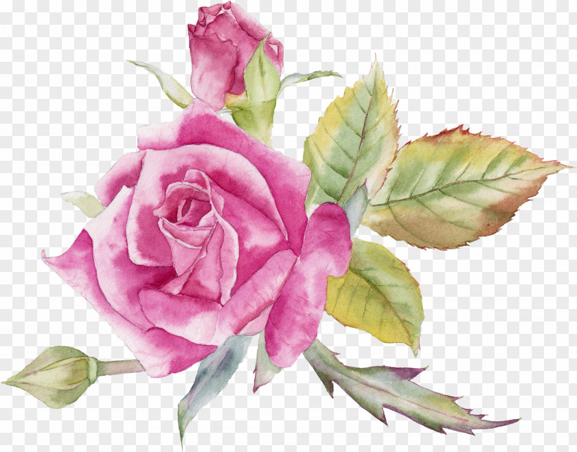 Garden Roses Still Life: Pink Cabbage Rose Flower PNG