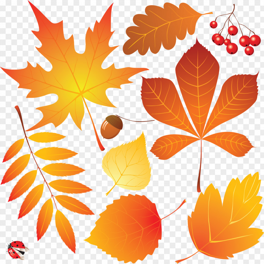 Hand Painted Autumn Leaves Drawing PNG