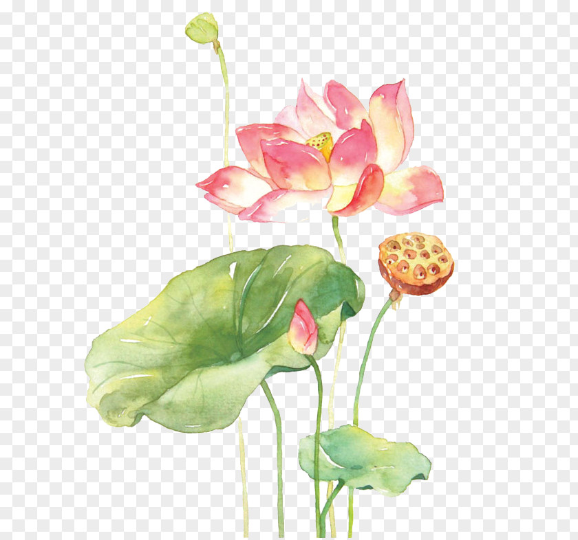 Hand-painted Lotus Xiahuayuan District Nelumbo Nucifera Watercolor Painting Drawing PNG