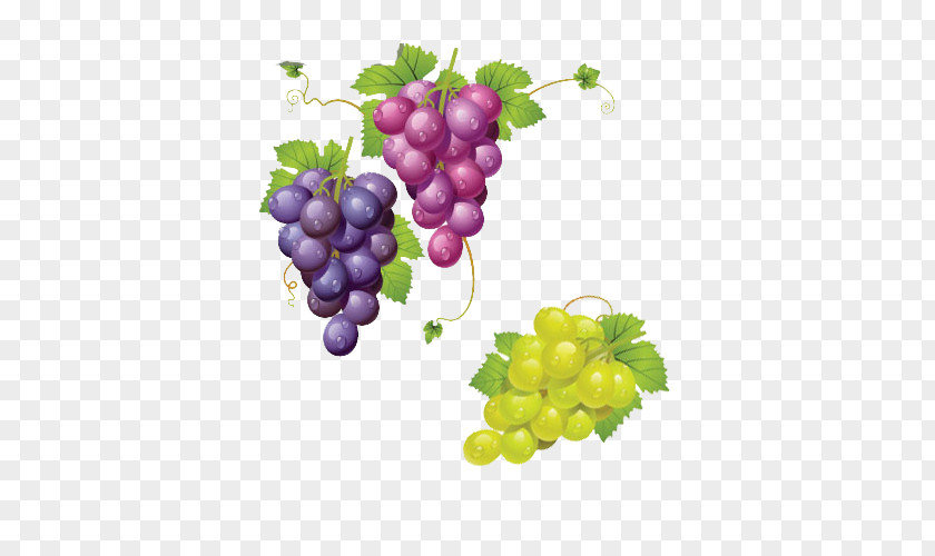 Three Strings Of Grapes Wine Grapevines Clip Art PNG