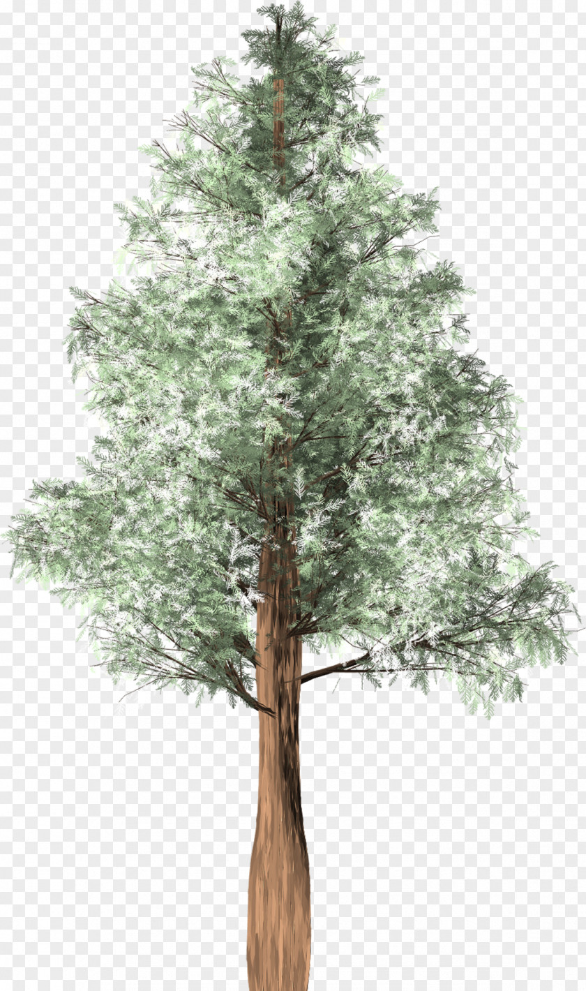 Tree Cedar Austrocedrus Spruce Woody Plant PNG