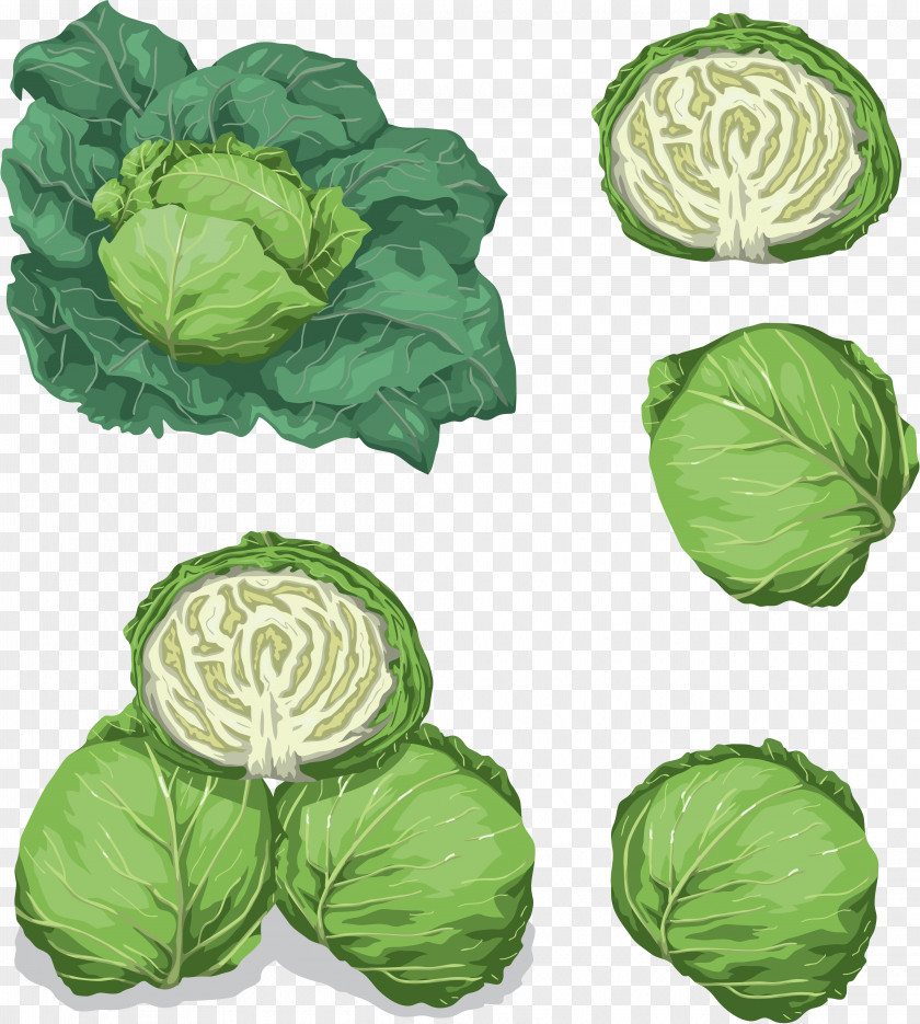 Cabbage Savoy Leaf Vegetable Food PNG