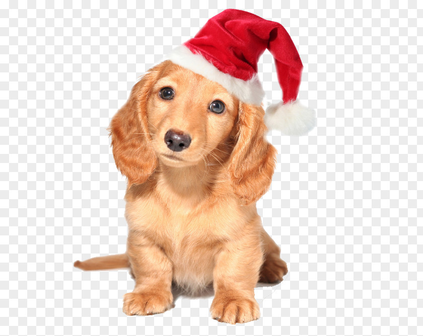 Christmas Animals Dachshund Australian Cattle Dog Yorkshire Terrier Puppy Pet PNG