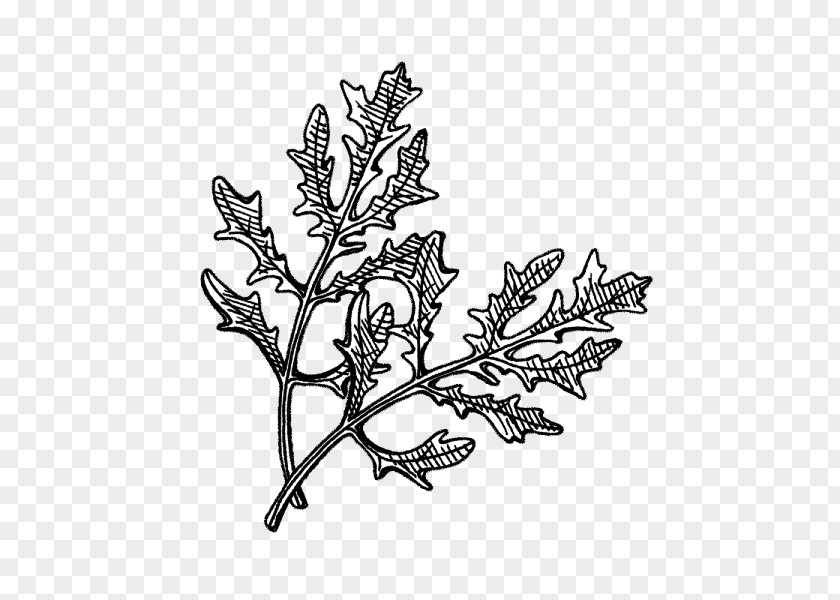 Frills Hyötykasviyhdistys Ry Flowering Plant Leaf Seed PNG