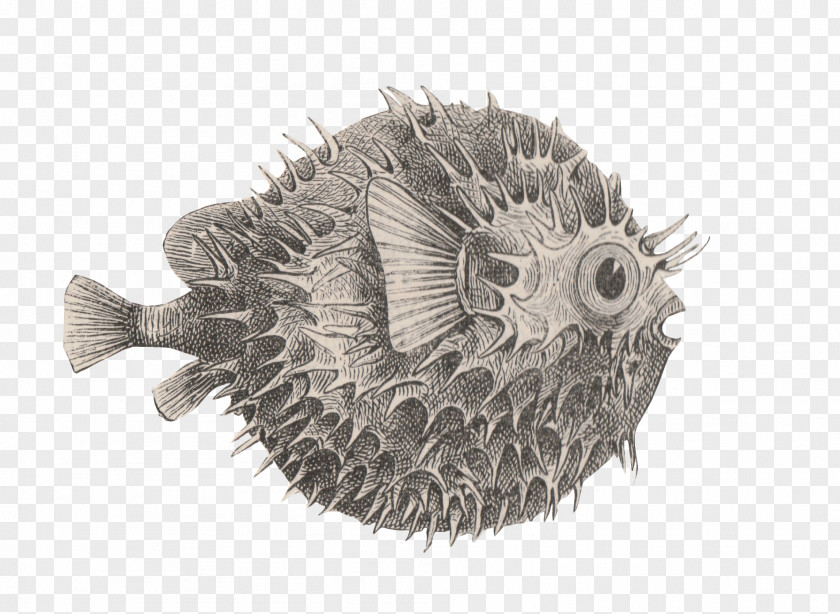 M Wicked Problem Solving ThoughtFishing Talent Pufferfish Black & White PNG