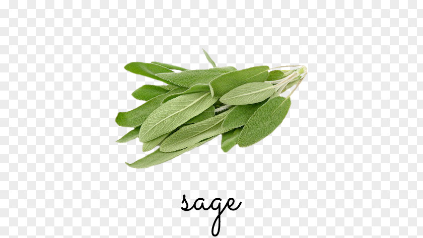 Sage Garden Herb Common Food Italian Cuisine Parsley PNG