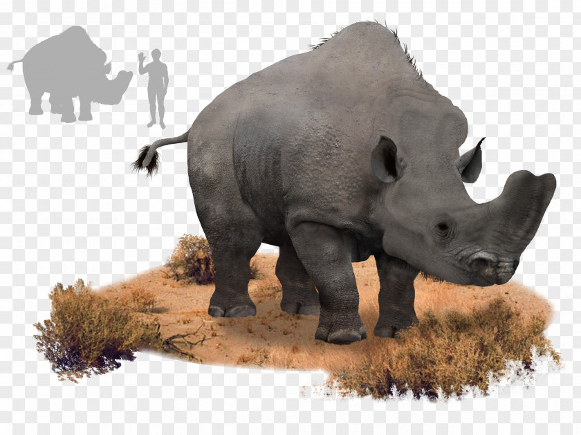 Andrews Rhinoceros Eocene Orangutan Embolotherium Animal PNG