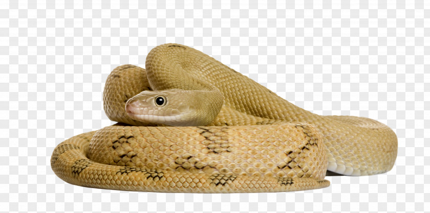 Entrenched Snake Corn Stock Photography Rat PNG