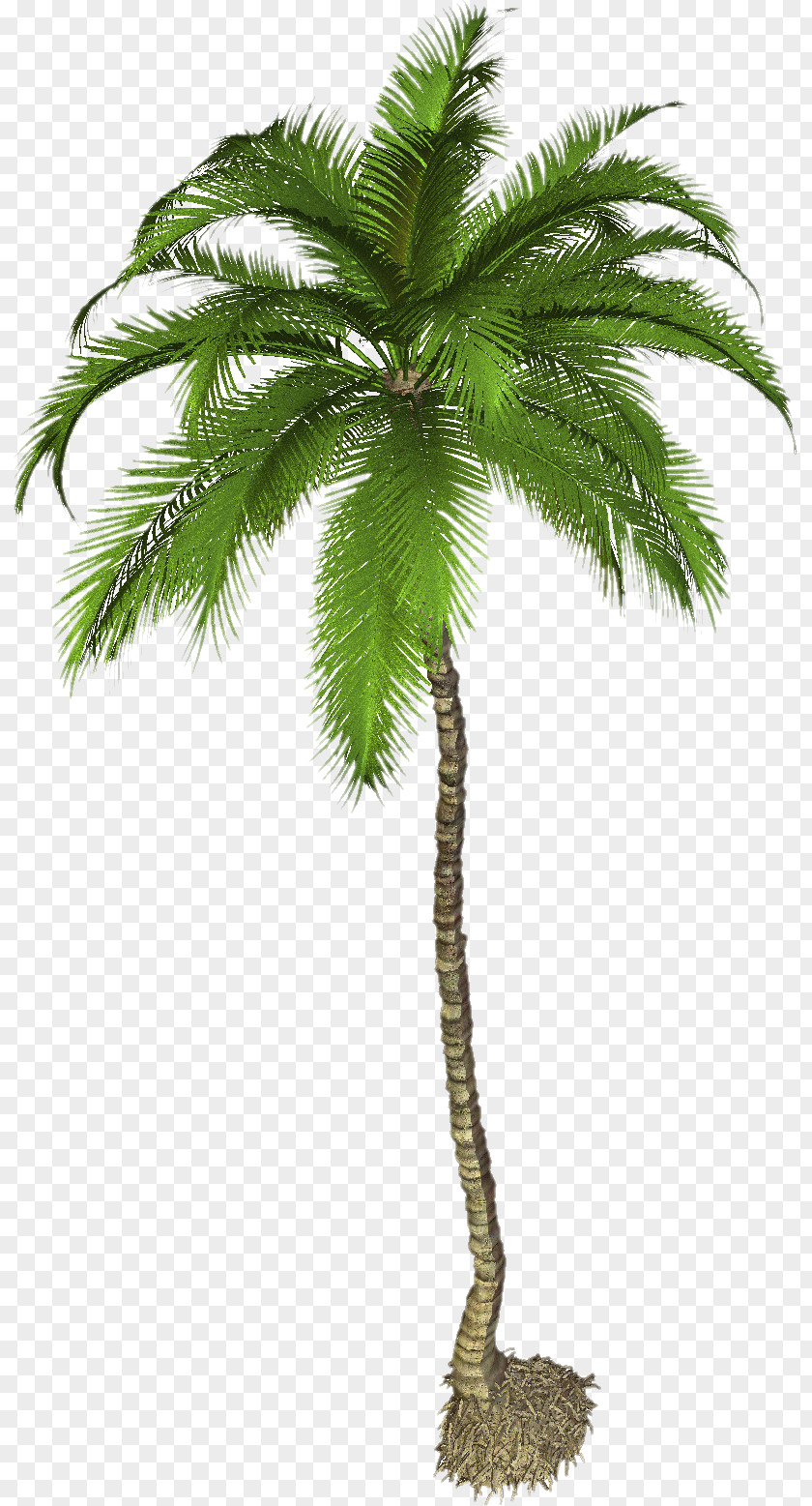 Palm Tree Pic Arecaceae Phoenix Canariensis Clip Art PNG