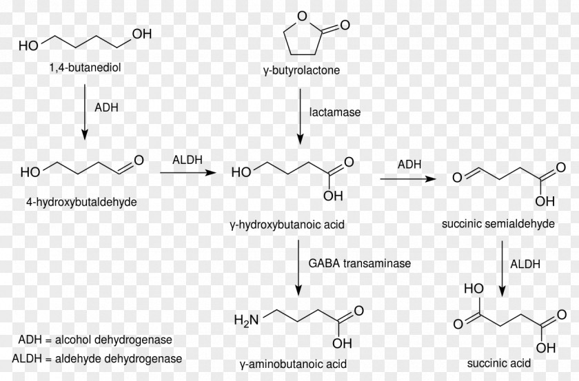 Pathway 1,4-Butanediol Gamma-hydroxybutyrate Gamma-Butyrolactone Metabolism PNG