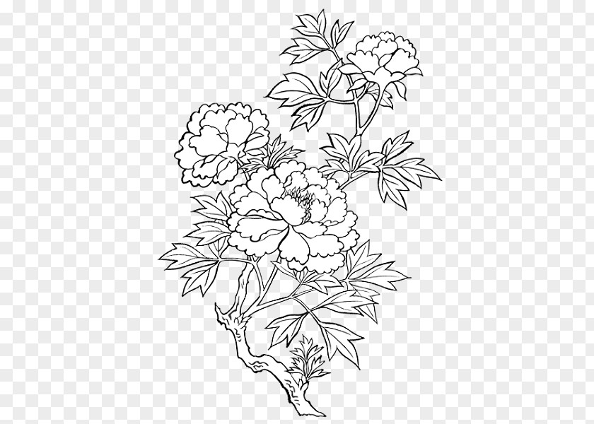 Peony Drawing Watercolor Painting Clip Art PNG