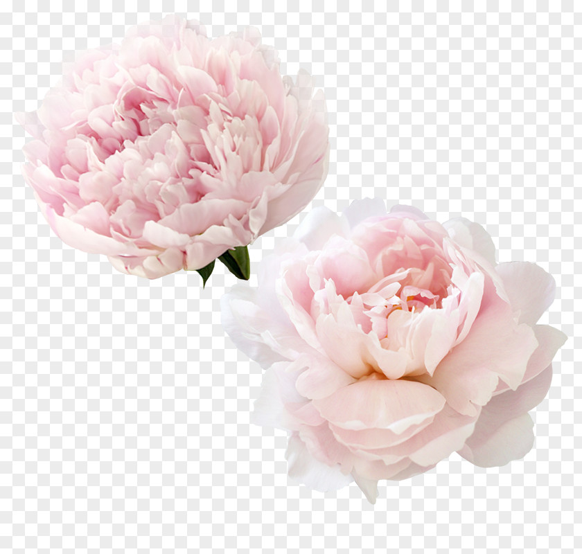 Peony Garden Roses Centifolia Flower PNG