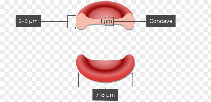 Red Blood Cell White Coagulation PNG