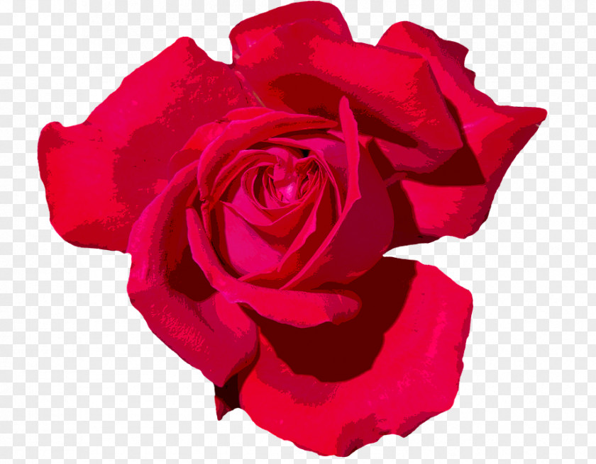 Rose Transparent Red Garden Roses Floribunda Cabbage Clip Art PNG