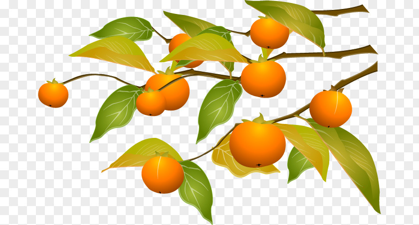 Vector Cartoon Persimmon Kumquat Tangerine PNG