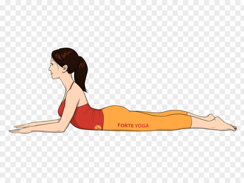 Yoga Dogs Bhujangasana Salabhasana Exercise PNG