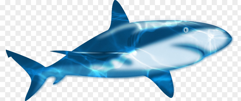 Blue Sea Shark Material Free To Pull Animation PNG