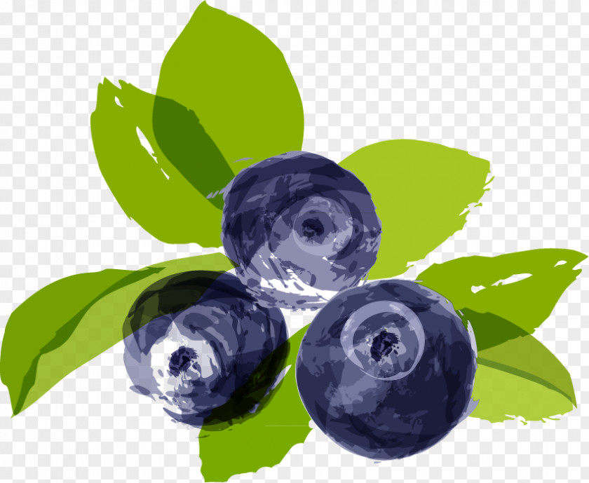 Blueberry Vector Material Bilberry Illustration PNG