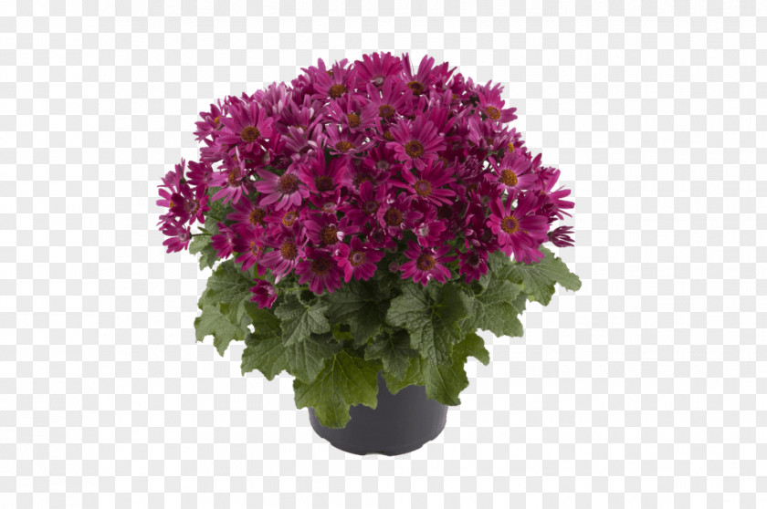 Flower Pericallis × Hybrida Cineraria Ragworts Flowerpot PNG