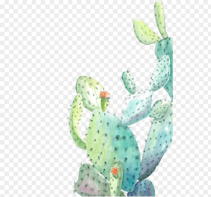 Watercolor Cactus Cactaceae Painting Illustration PNG