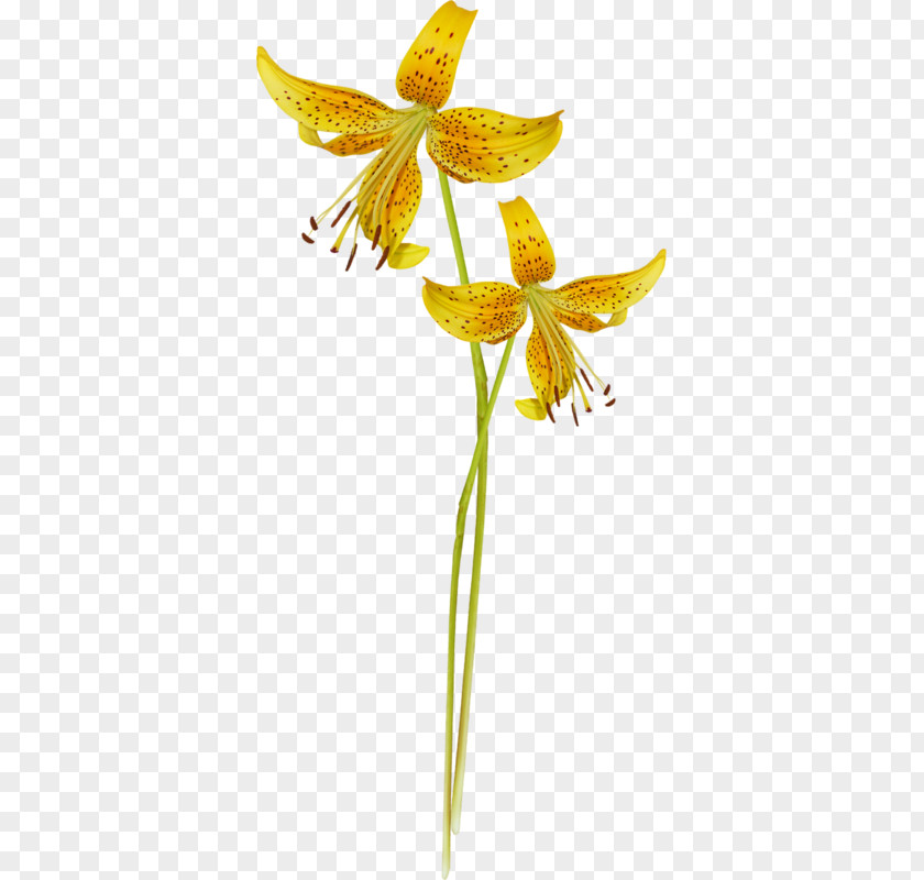 Alstroemeriaceae Fawn Lilies Plant Stem Lily M PNG