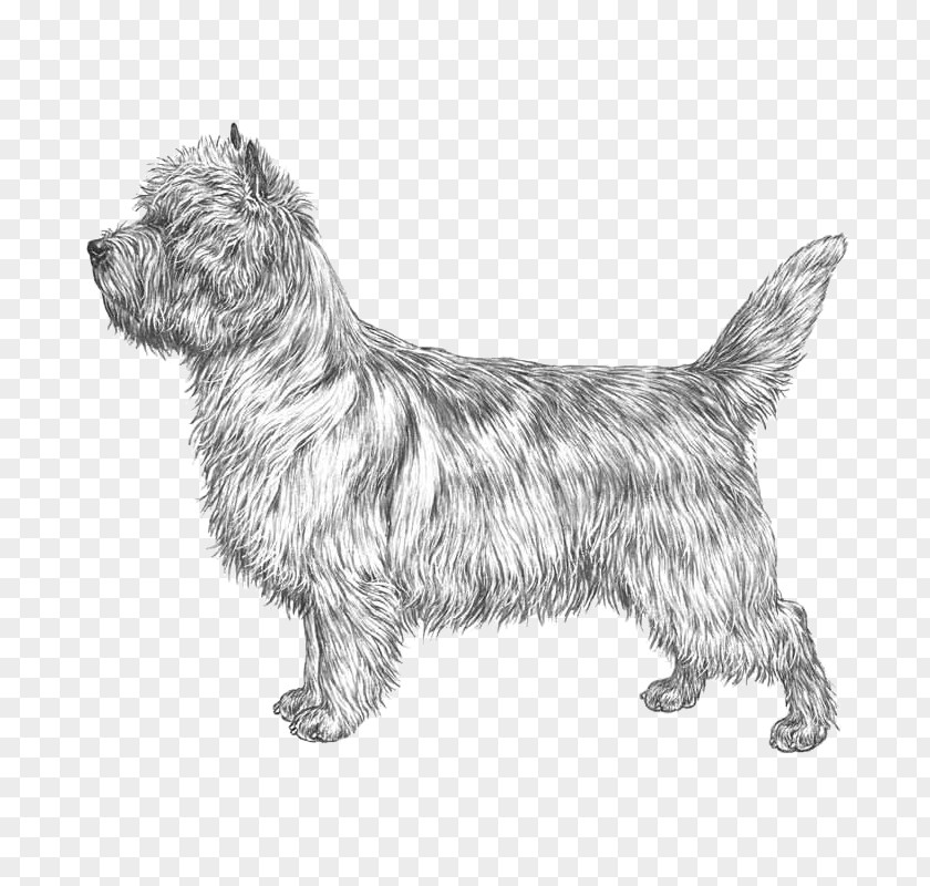 Chinese Crested Cairn Terrier Glen Scottish Norwich Norfolk PNG