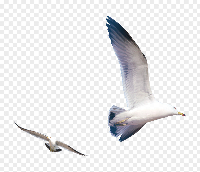 Flying Seagull Gulls Bird PNG